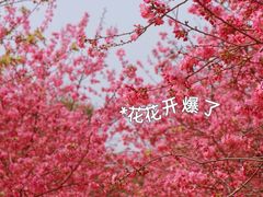 -天适樱花悠乐园
