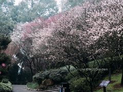 -南山植物园
