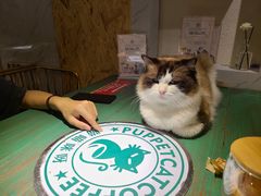 -喵喵咪呀布偶猫咖(春熙路店)