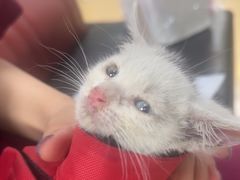-瑞派天宁宠物医院·猫科·异宠中心