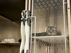 -瑞派康怡24h宠物医院·犬猫医疗中心·微创绝育(瑞景分院)