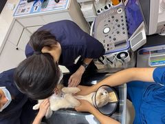 -御宝贝24h宠物医院·转诊中心·CT核磁血透中心(厦门总院)