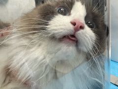 -纳吉亚猫专科动物诊疗中心(蒋宅口分院)