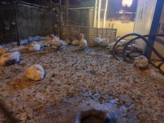 -鱼窝棚柴火铁锅炖(富山屯店)