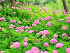 -上海滨江森林公园