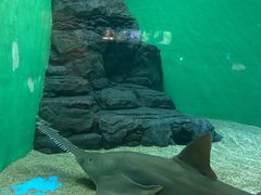 -上海海洋水族馆