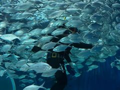-上海海洋水族馆