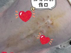 -哆趣宠物医院·眼科·内镜·急重症转诊中心(上海店)