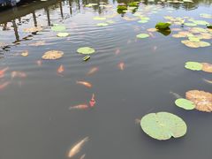 -昆山城市生态森林公园