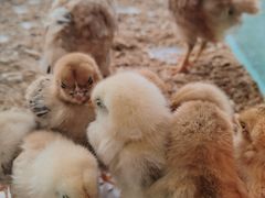 -怪兽屋·羊驼·猫咖·狗咖(俊华广场店)