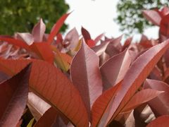 -小七碳火烧烤(越溪店)