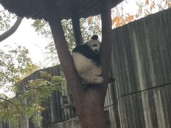 -邓记新一代糖油果子(四川煤管局供销公司职工宿舍店)