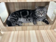 -平行世界·猫咖(首经贸店)