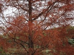 -广东花都湖国家湿地公园