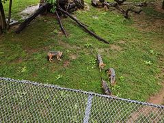 -大连森林动物园