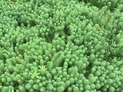-悠然山高山湿地景区悠然自得庭