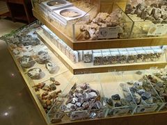 -Behring World of Animals(上海自然博物馆店)