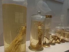 -广东中医药博物馆