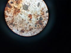 -瑞鹏动物医院宠美康(扬子江路分院)