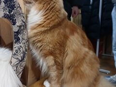 -MOCHA明星猫咖(田子坊店)