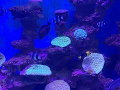 -上海海昌海洋公园