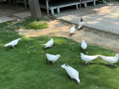 -合肥滨湖国家森林公园