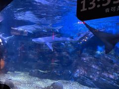 -烟台海昌鲸鲨海洋公园