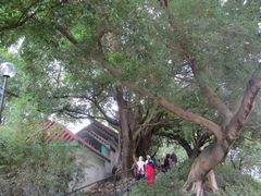 -九龙公园