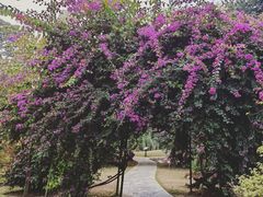 -中国科学院西双版纳热带植物园