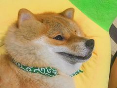 -逗柴咖啡屋·狗咖猫咖宠物桌游
