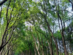 -金山嘴渔村