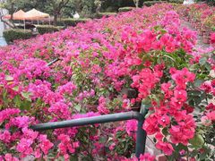 -观澜湖生态运动公社