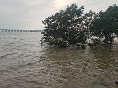 -宝安西湾红树林湿地公园