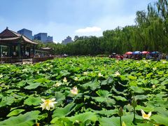 -莲花池公园