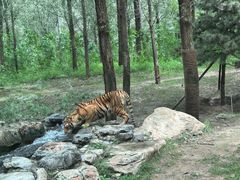 -北京野生动物园