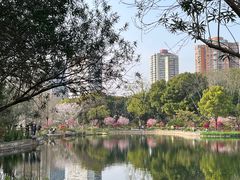 -和平公园