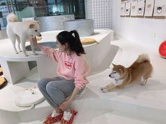 -柴务处·柴犬主题狗咖