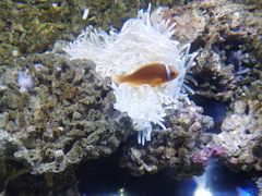 -沙沙哗啦海洋馆(华宇百花谷店)