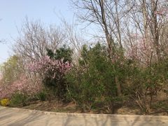 -塘沽森林公园
