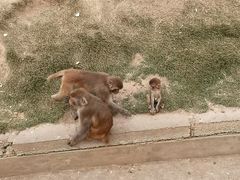 -武汉紫薇都市田园