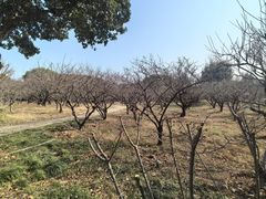 -无锡梅园公园