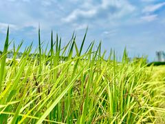 -迪茵湖田家舍生态农场