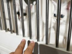 -东方名猫馆·英短金渐层布偶猫舍(环线广场1号楼店)