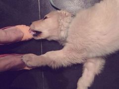 android_upload_pic-Strawberry Butterfly草莓蝴蝶日式水果挞