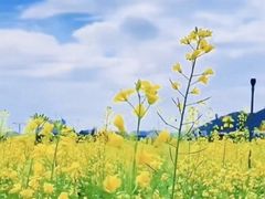 -光明小镇欢乐田园