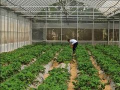 -前小桔亲子创意农场·草莓采摘·露营烧烤