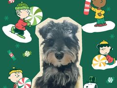 -翊宠yipet猫狗购宠庄园犬舍•猫舍