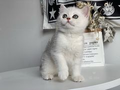 -喵zoo家庭繁育猫舍(尖东智能花园店)