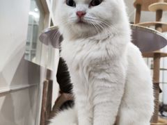 -楼上猫咖(罗湖店)