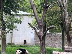 -卧龙中华大熊猫苑神树坪基地